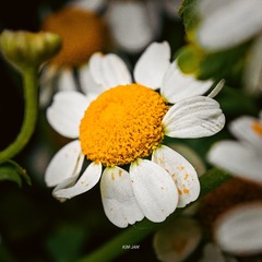 1000077514