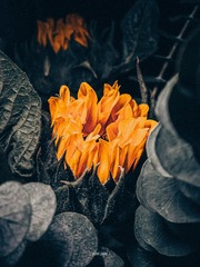 1000053416