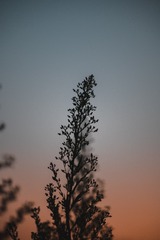 76209