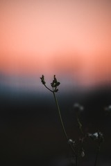 76215