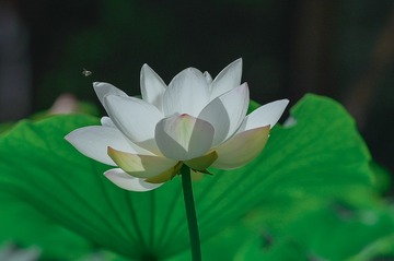 97426