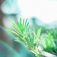 D9B5B70E-F123-46A0-8107-96A239547645/L0/001