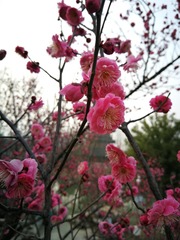 5D56AE37-695F-4E01-8027-C144C4445333/L0/001