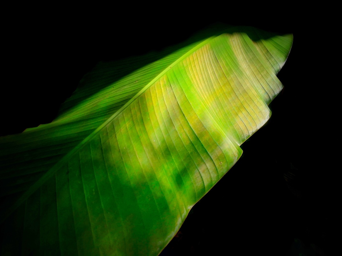 秋 芭蕉叶 - 夜与液 - 图虫网 - 优质摄影师交流社区