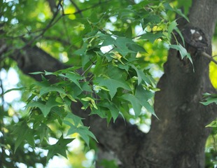 DSC_2247.jpg