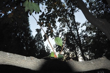 DSC_2382.jpg