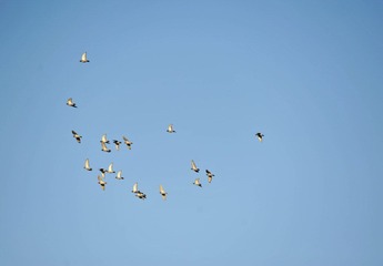 DSC_2419.jpg