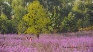 山楂树