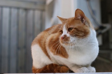DSC03093.JPG