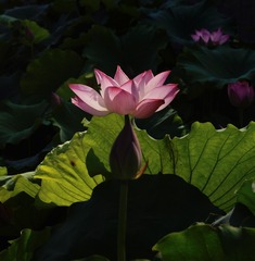 AE364C8E-18A0-490B-AA3E-3A1357AD299F/L0/001