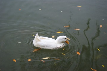 DSC00038