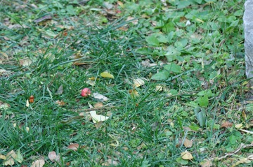 DSC00049