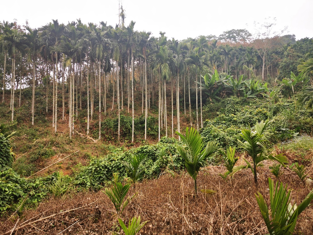 屯昌卧龙山自然景观 槟榔树 - 枚子宣言1960