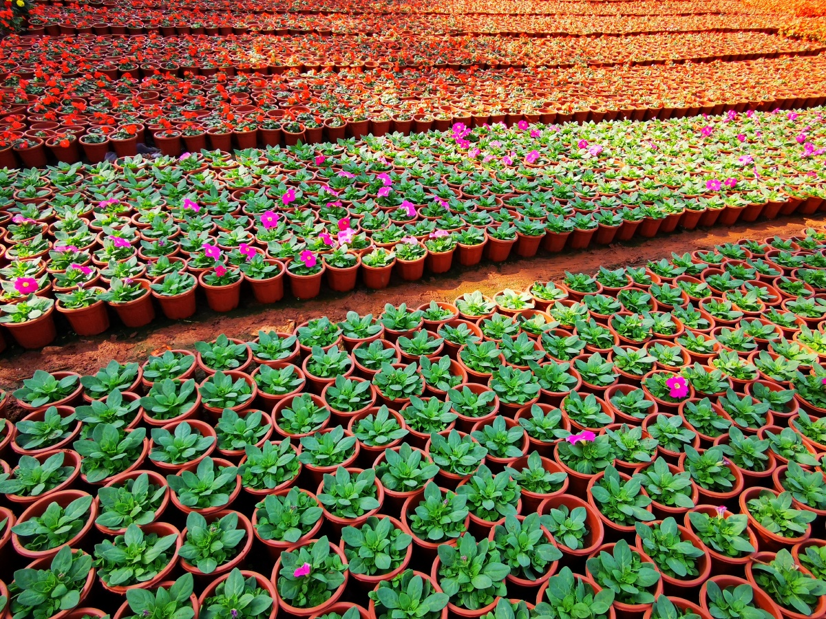 海南花卉种植园 - 枚子宣言1960