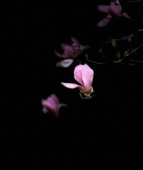 36395BB9-AAD2-4E64-8182-8C0D8AB25CA1/L0/001