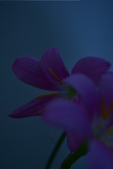 1000048288