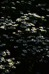1000014815