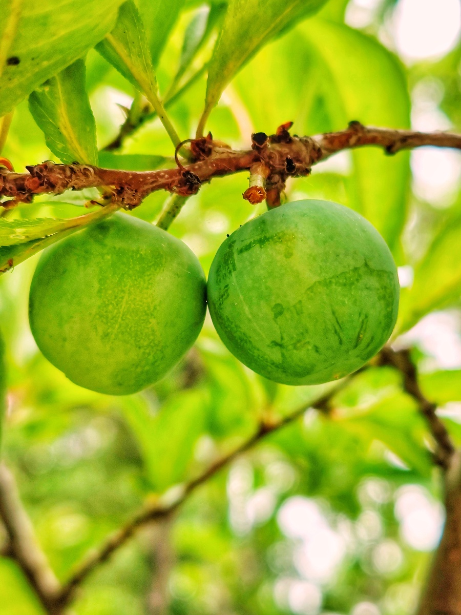 青色的李子夏日里挂在枝头很美圆圆的绿绿的