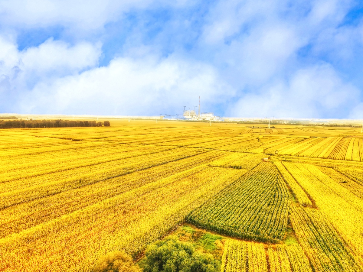 呼和浩特大秋天,金色的田野很美.