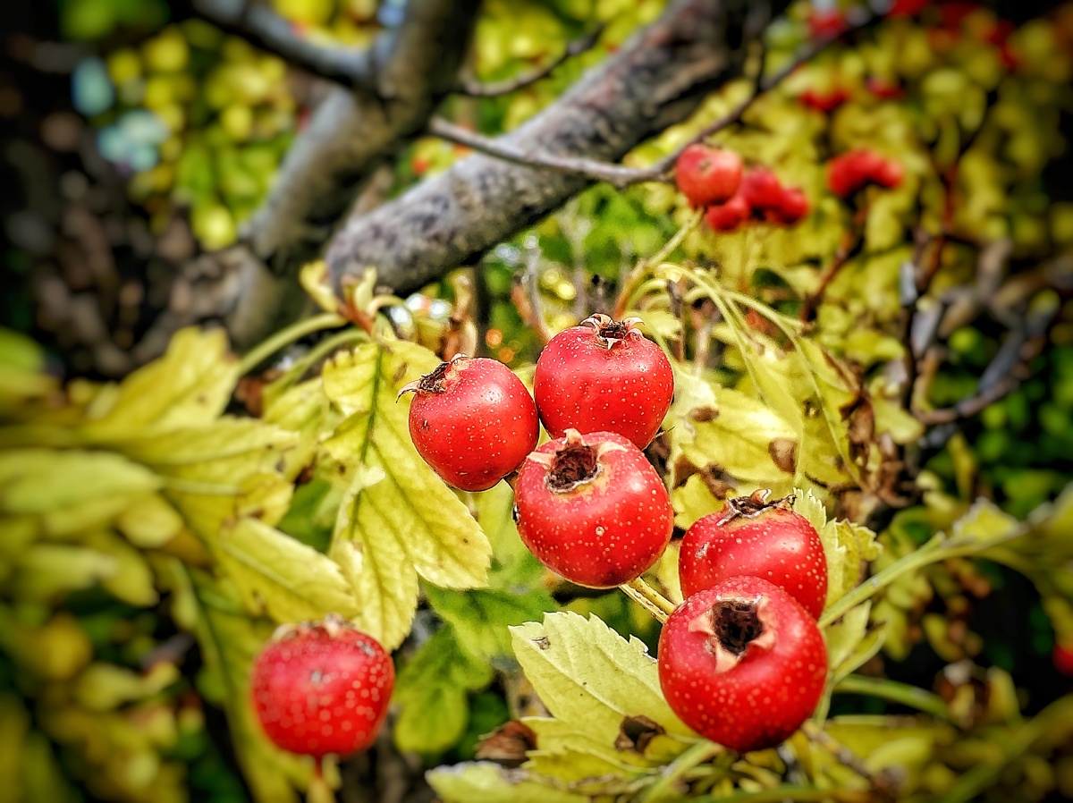 山楂红南山下的一片山楂林山楂好红了