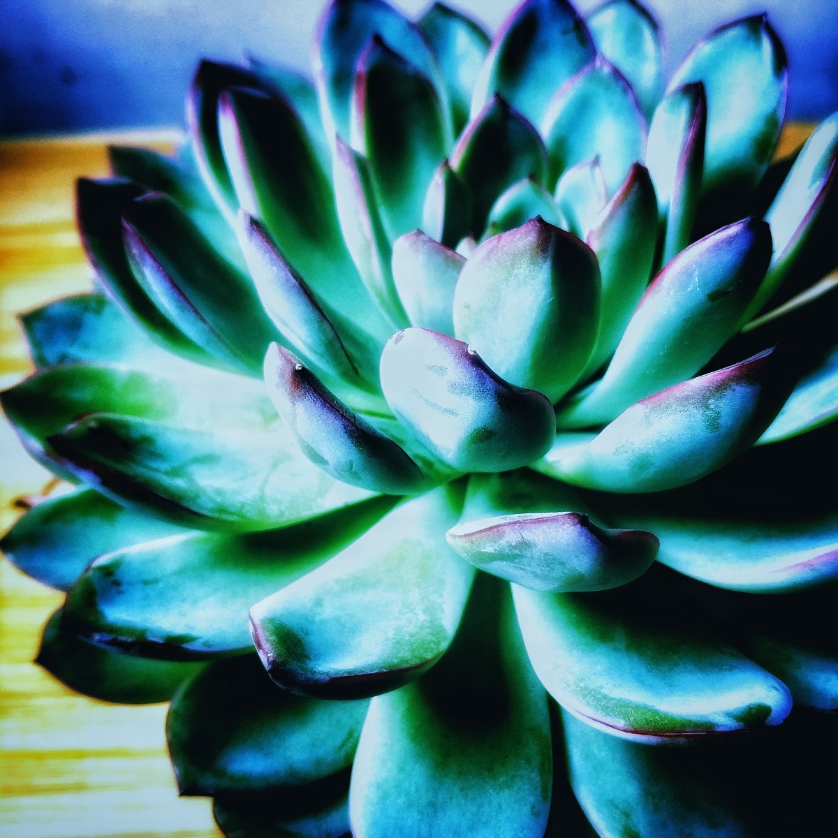 多肉植物花月夜漂亮的花月夜太美