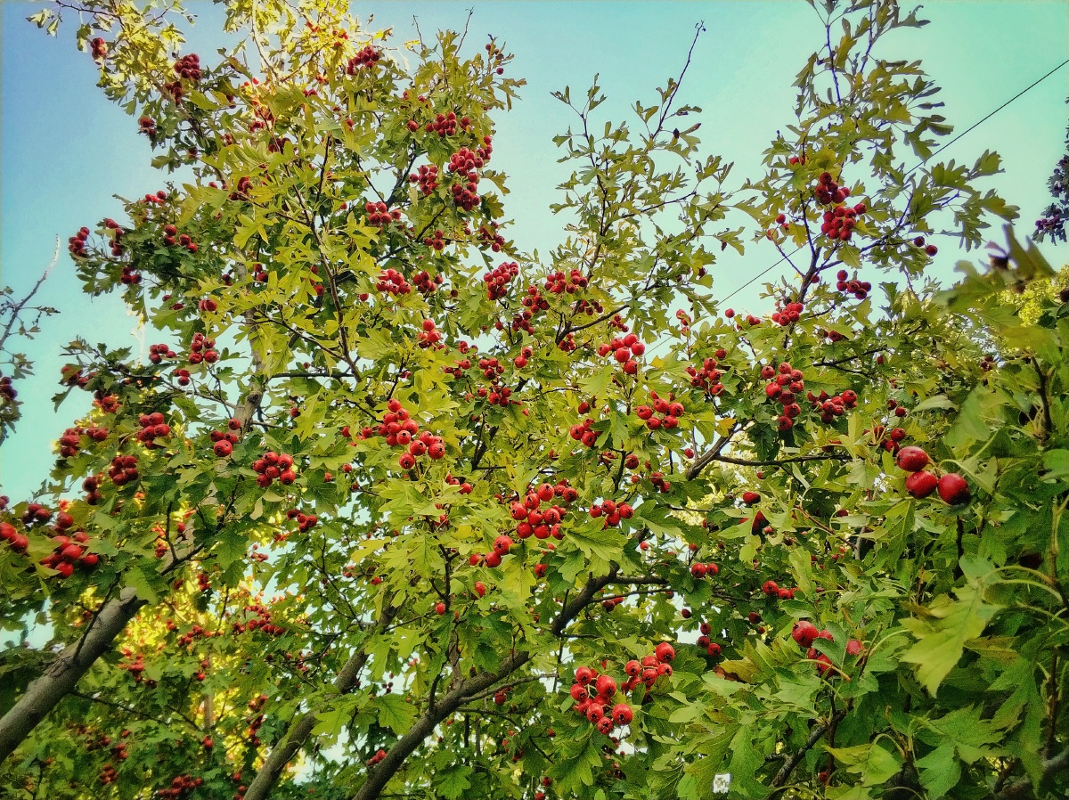 山楂红南山下的一片山楂林山楂好红了