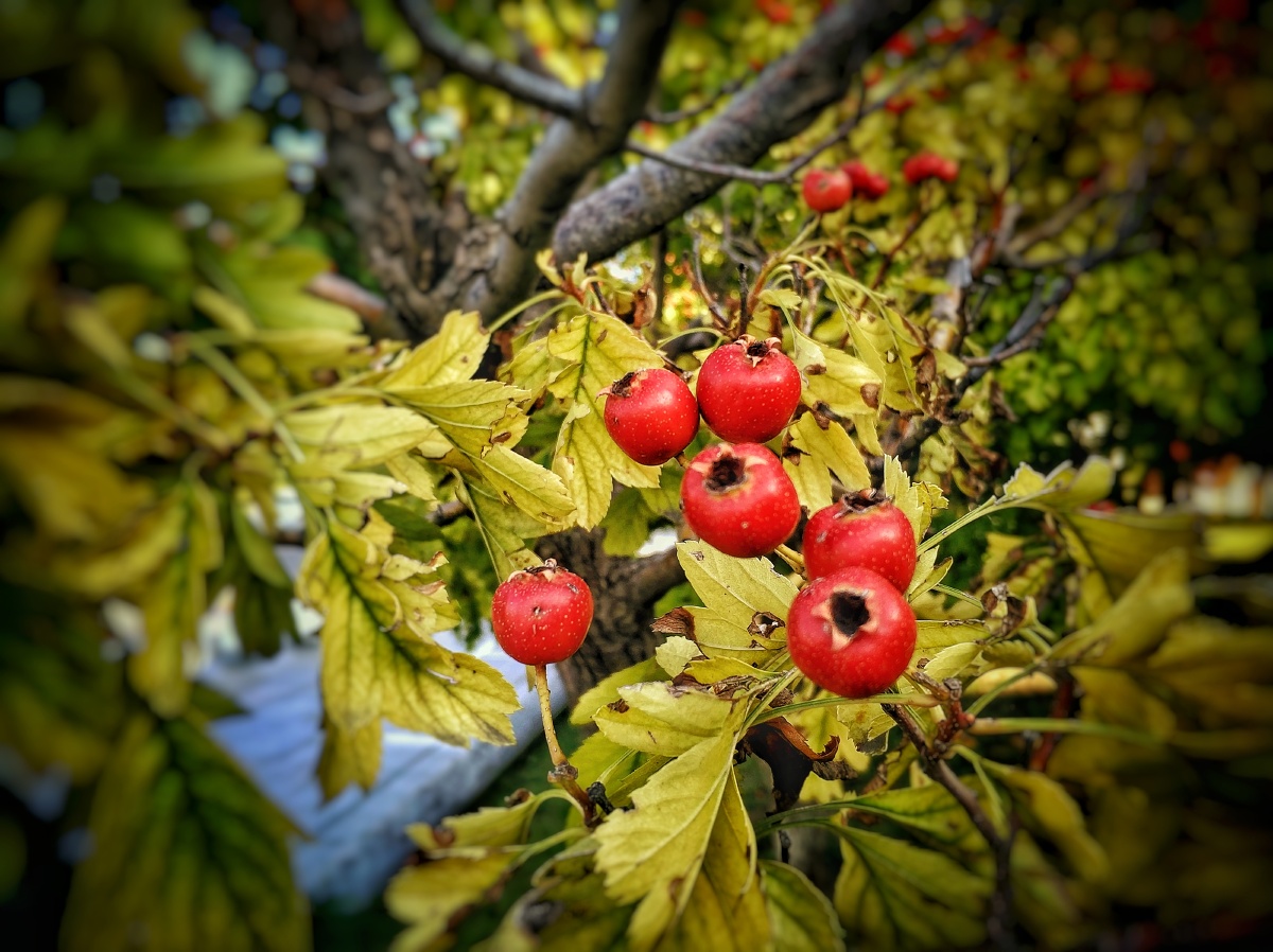 山楂红南山下的一片山楂林山楂好红了