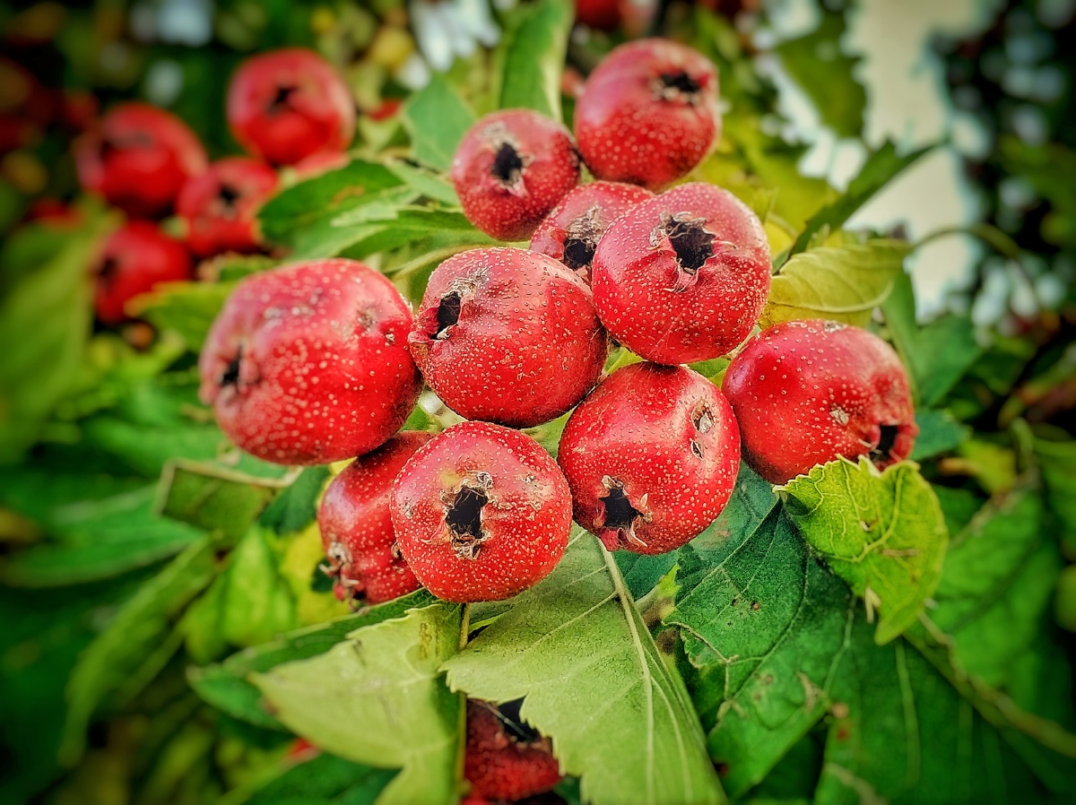 山楂红南山下的一片山楂林山楂好红了