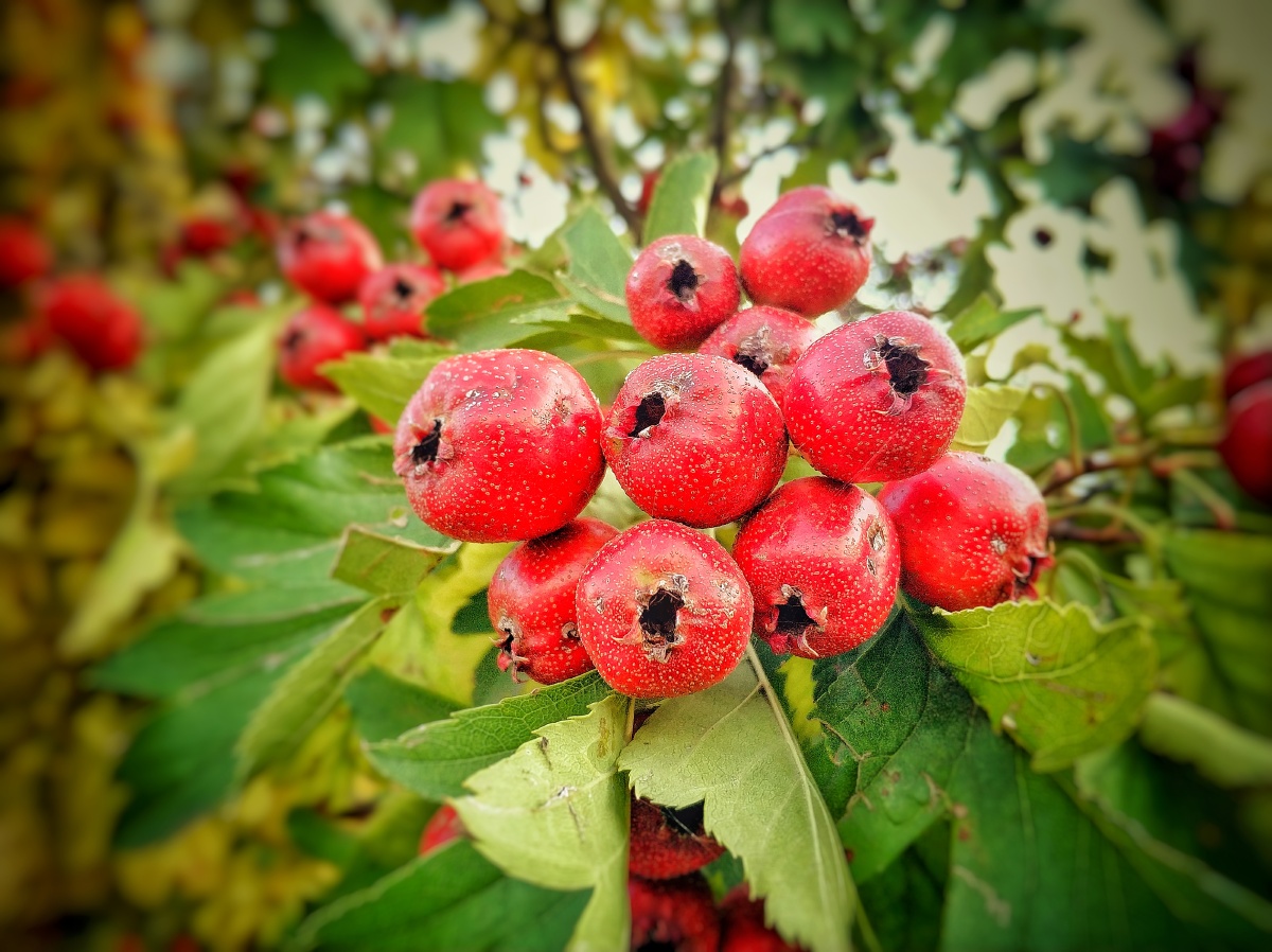 山楂红南山下的一片山楂林山楂好红了