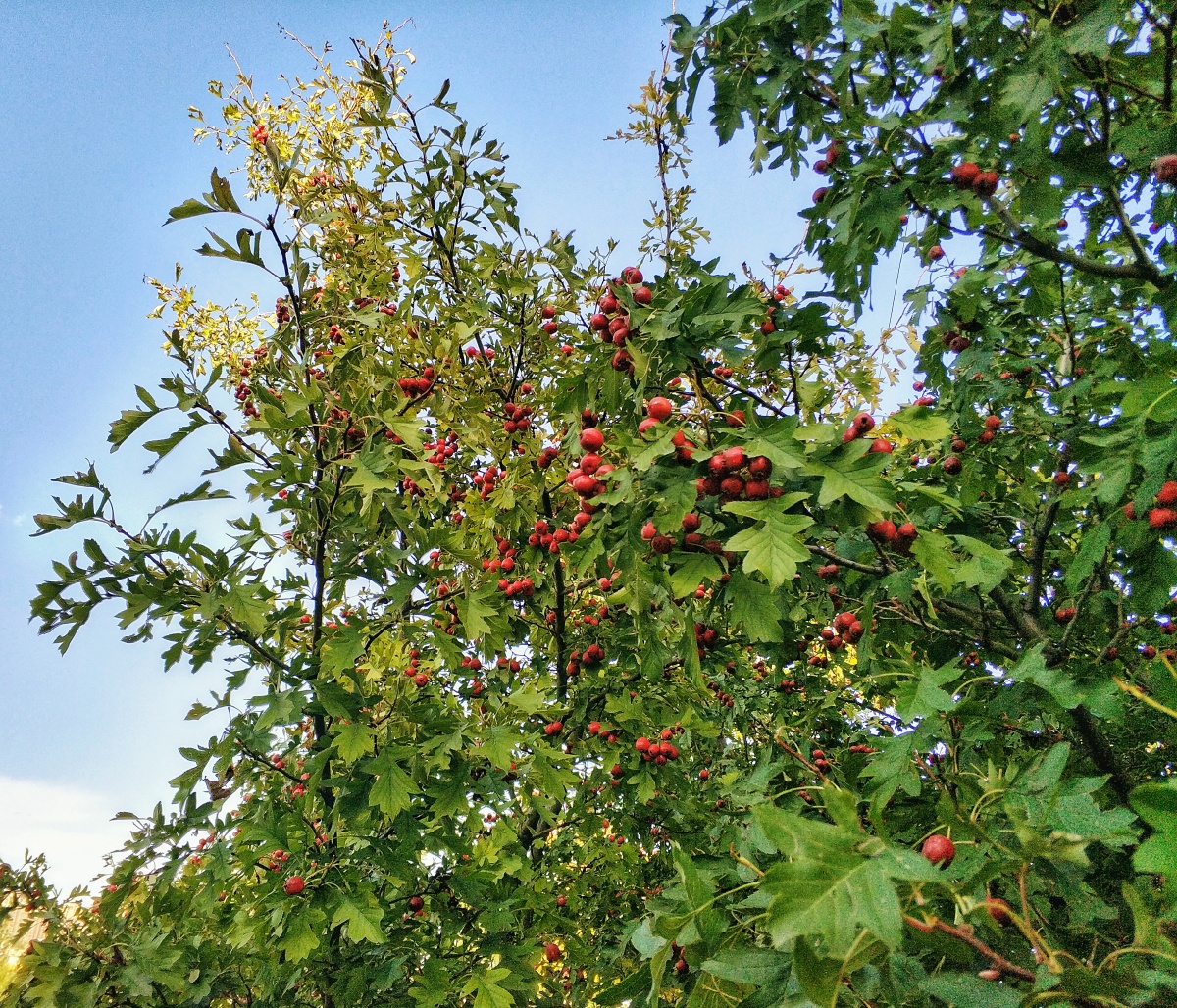 山楂红南山下的一片山楂林山楂好红了
