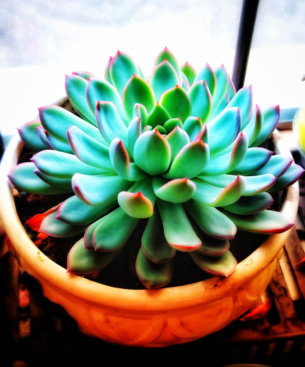 多肉植物花月夜,冬天的状态美美的. - 自由行走的尘 - 图虫