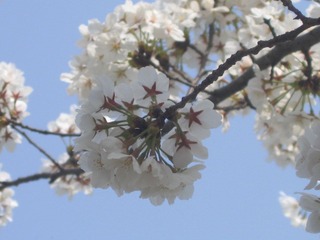 IMG_0911.JPG