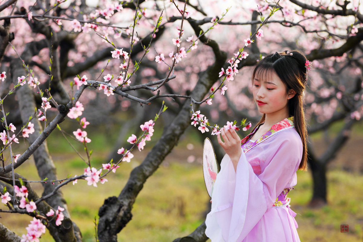 人面桃花相映红