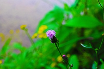 IMG_0295