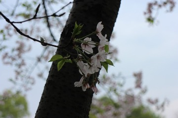 IMG_2530