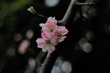 IMG_2699