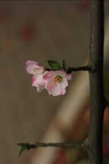 IMG_2717
