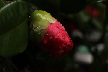 IMG_2467