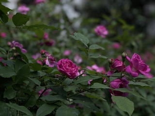 C1113126-0B72-4E99-904D-F2941A09ABCB/L0/001