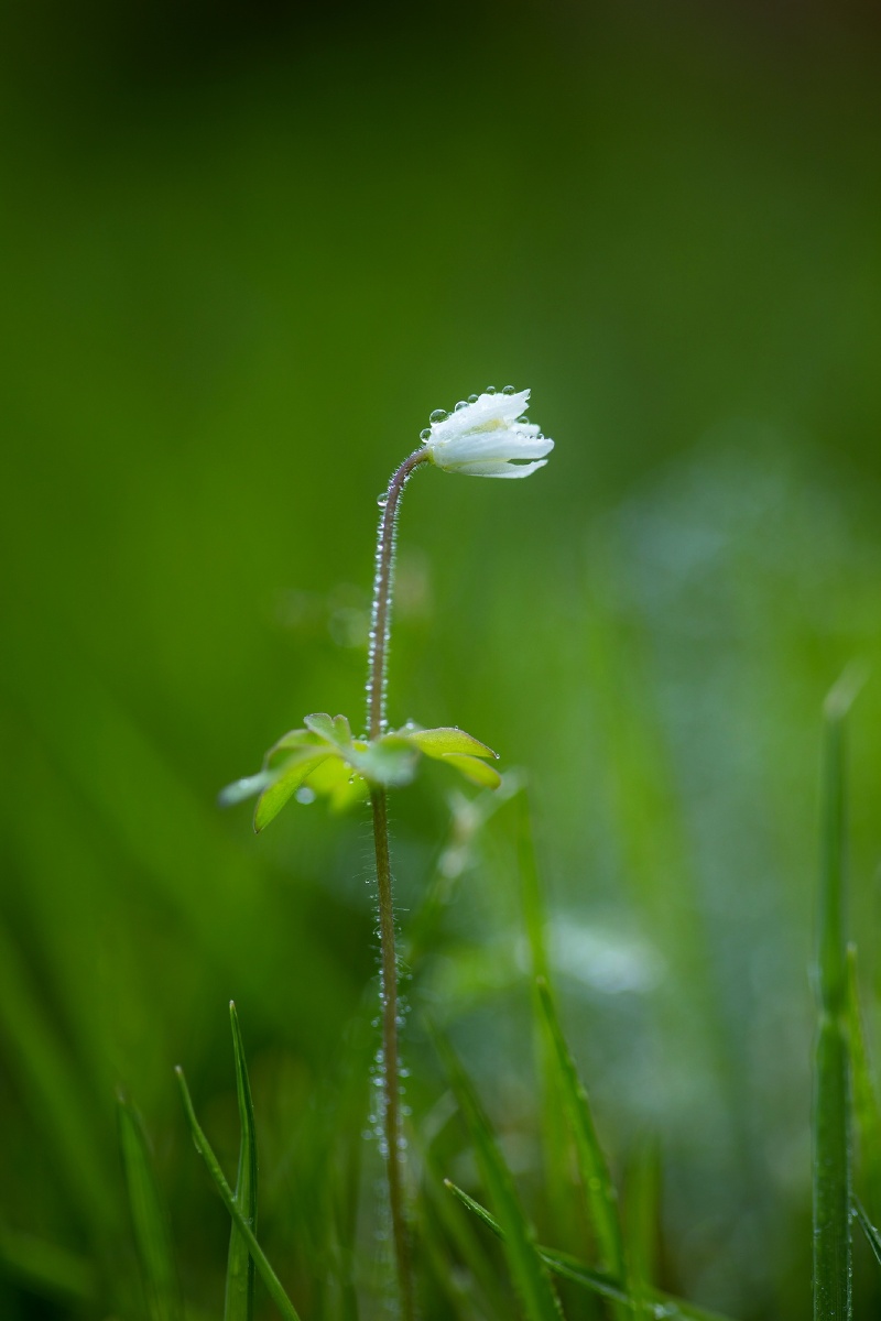 空山新雨后
