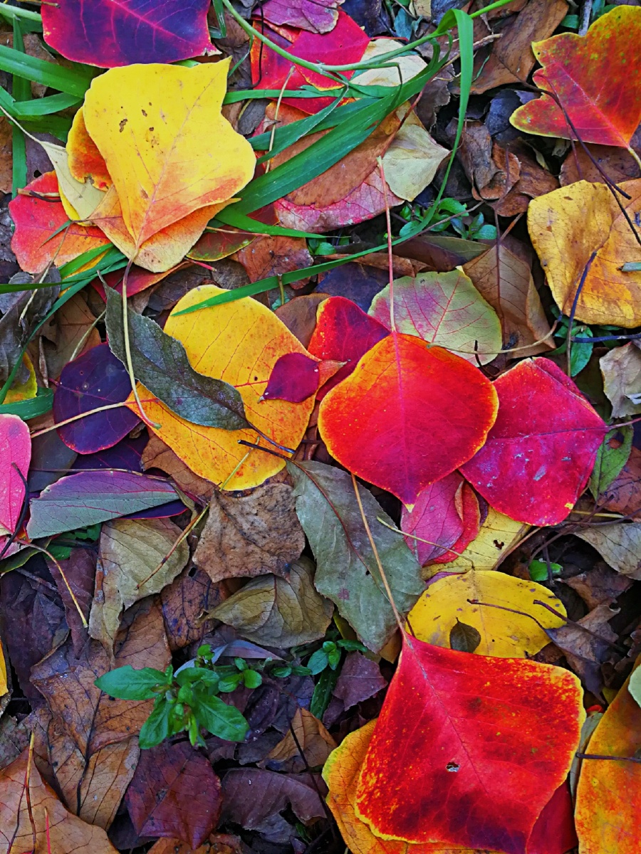 假装落红的最可行方法_假装落红的最可行方法知乎 假装落红的最可行方法_假装落红的最可行方法知乎 假冒
落红的最可行方法_假冒
落红的最可行方法知乎(伪造落红) 磁力资讯