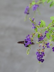 D507087F-F9AA-49F7-8960-D4FAFEB32426/L0/001