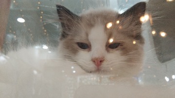 102262