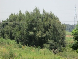 IMG_0003.jpg