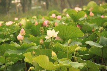 水上公园（天津） (20).JPG