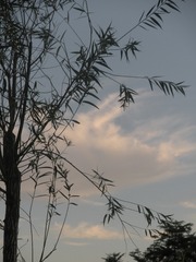 55ADE20D-160F-4B08-B42E-B91AD4BD4AAB/L0/001