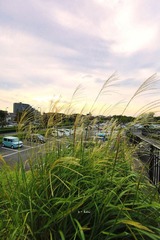 0L0C3907.jpg