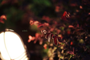 0L0C5904.jpg