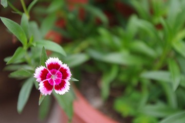 IMGP4071.JPG