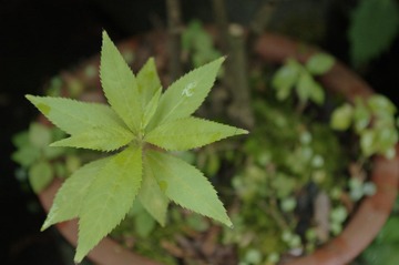 IMGP4202.JPG